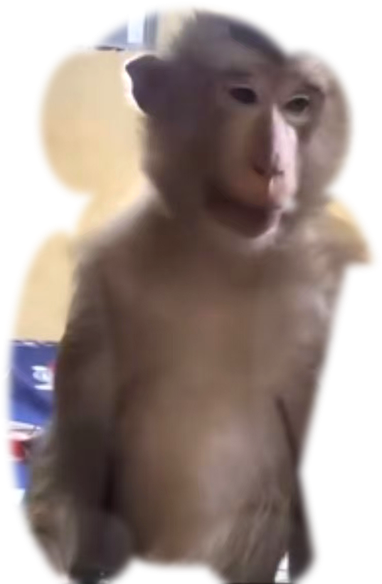 吗喽头像